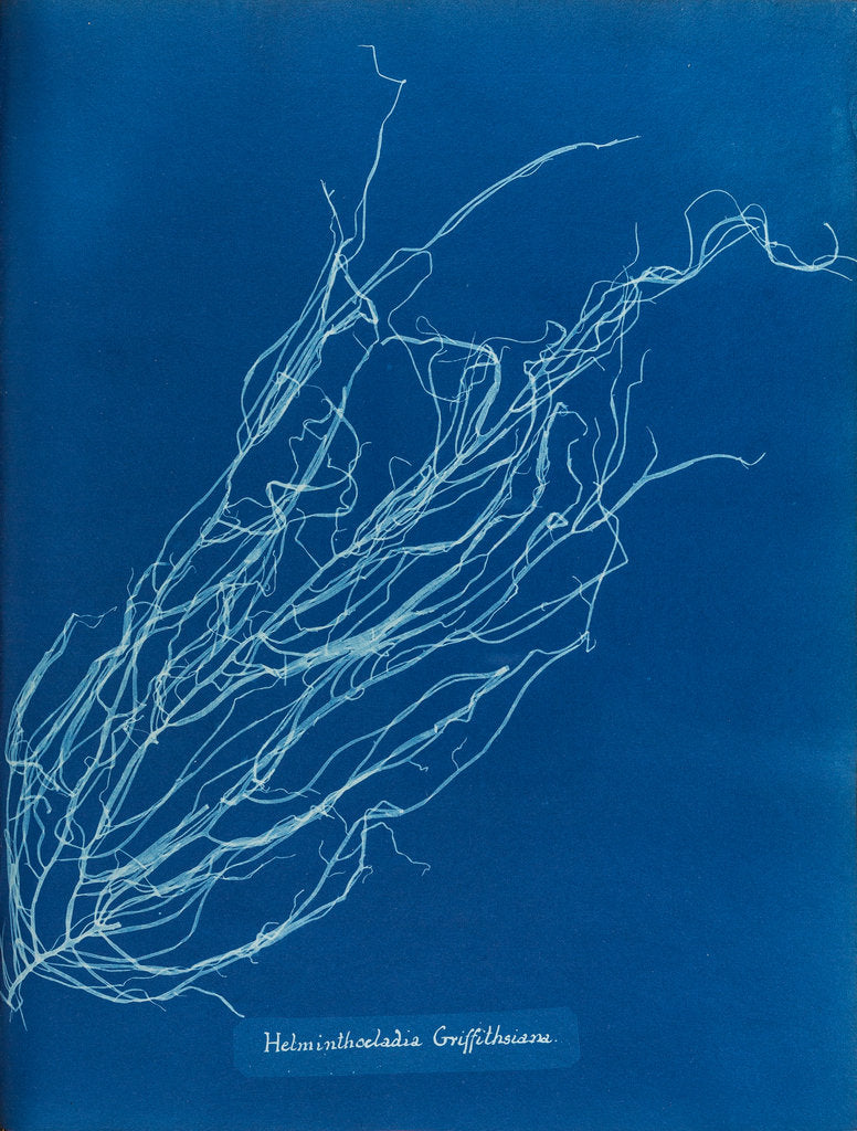 Detail of Helminthocladia griffithsiana by Anna Atkins