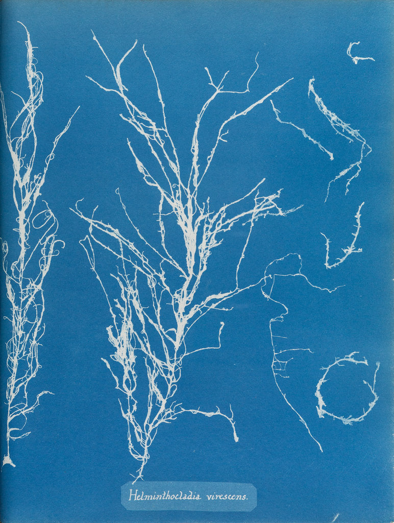 Helminthocladia virescens by Anna Atkins