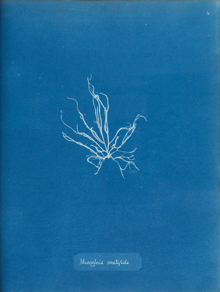 Detail of Mesogloia mutifida by Anna Atkins