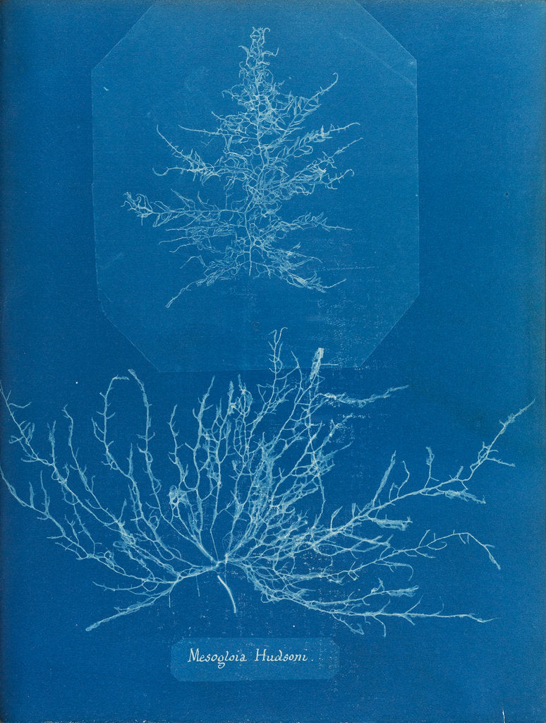 Detail of Mesogloia husdoni by Anna Atkins