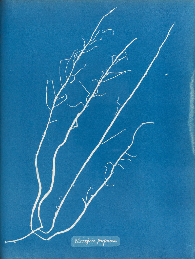 Detail of Mesogloia purpurea by Anna Atkins