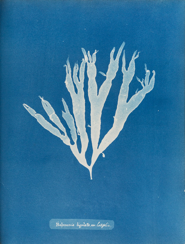 Detail of Sea spider weed by Anna Atkins