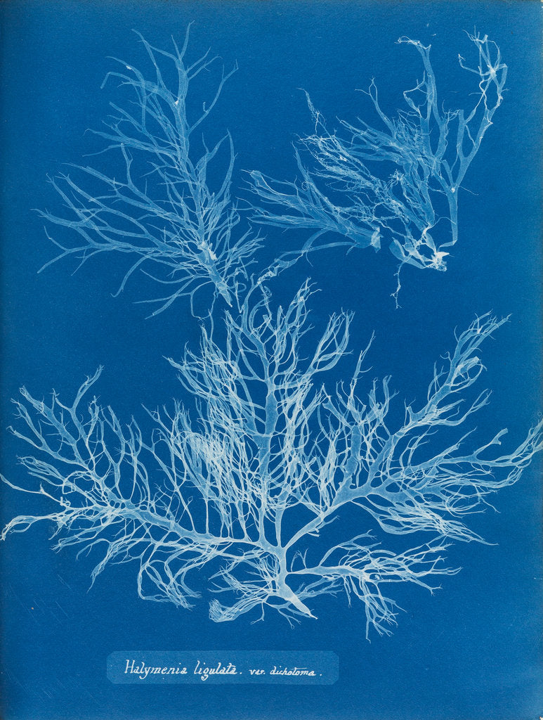 Detail of Sea spider weed by Anna Atkins