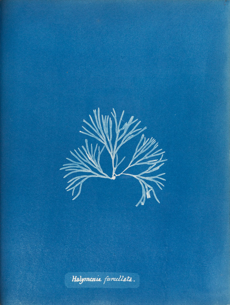 Halymenia furcellata by Anna Atkins