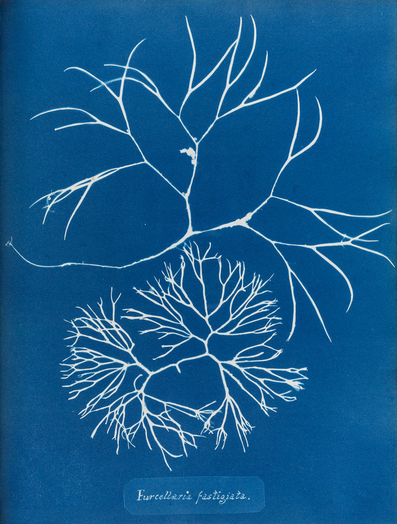 Furcellaria fastigiata by Anna Atkins