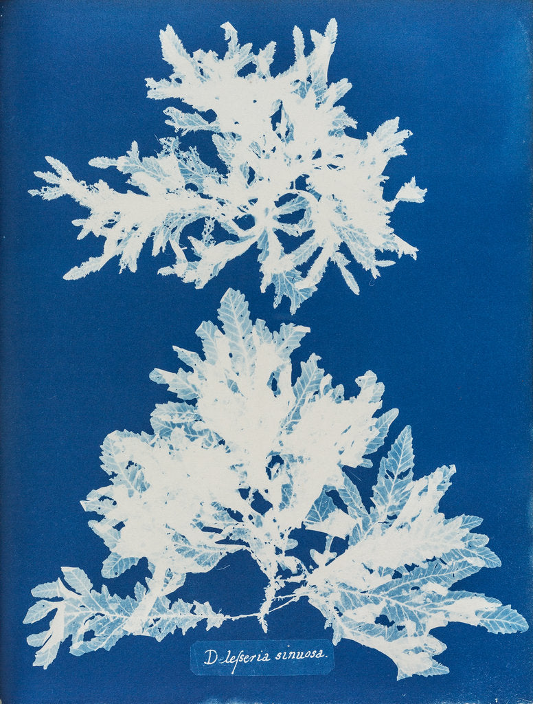 Detail of Delesseria sinuosa by Anna Atkins