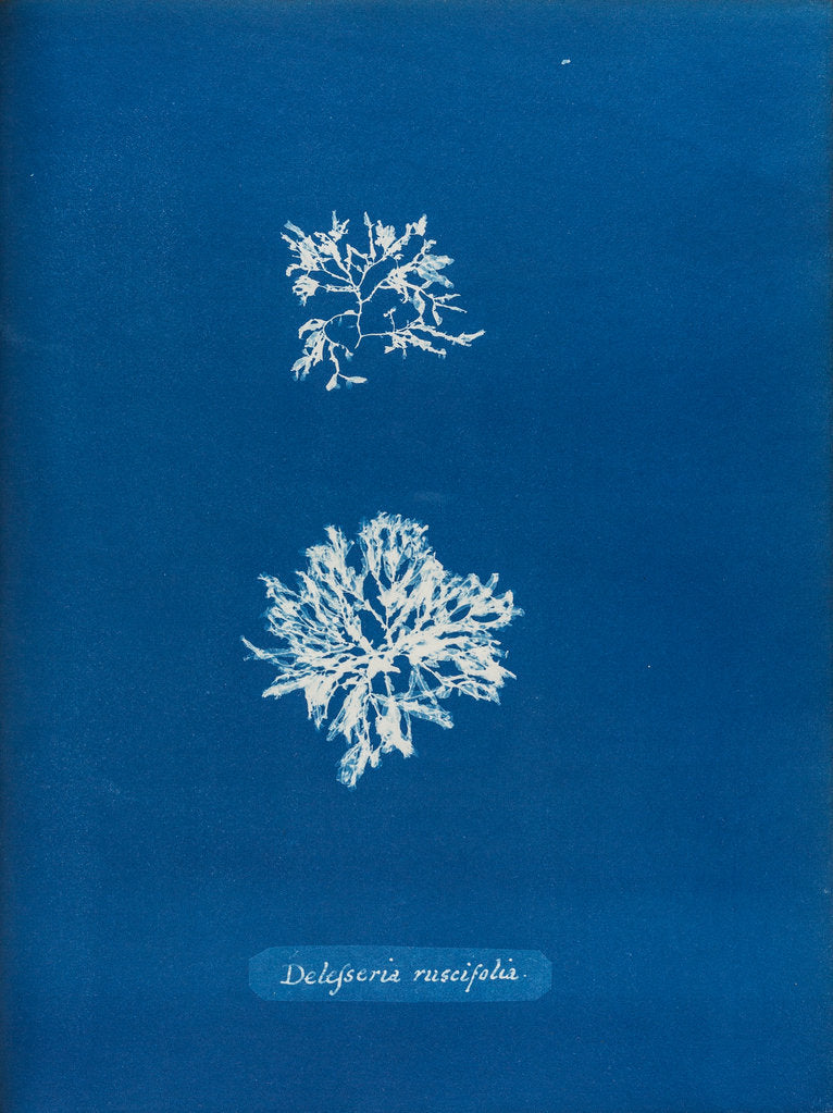 Detail of Delesseria ruscifolia by Anna Atkins
