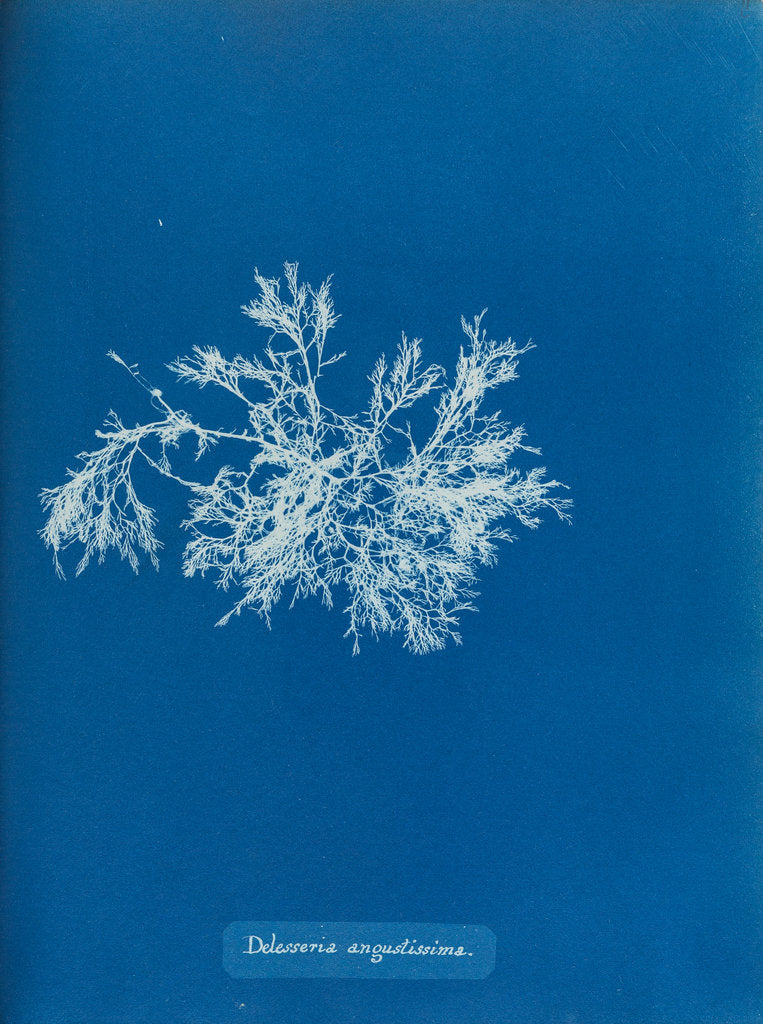 Detail of Delesseria angustissima by Anna Atkins