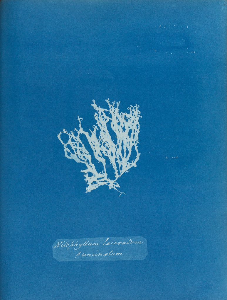 Detail of Nitophyllum laceratum & uncinatum by Anna Atkins