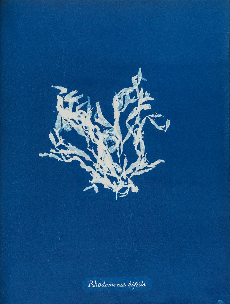 Detail of Rhodomenia bifida by Anna Atkins