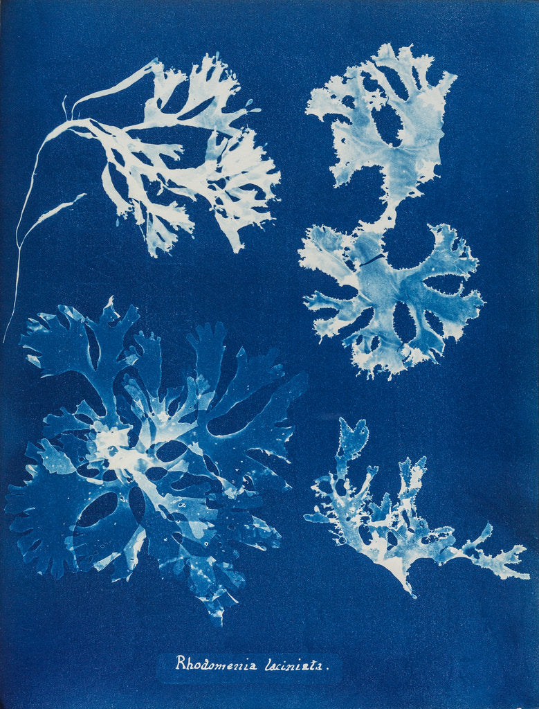 Detail of Rhodomenia Laciniata by Anna Atkins