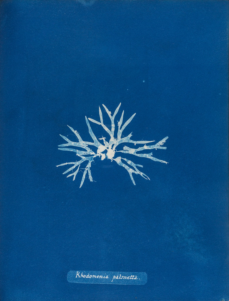 Detail of Rhodmenia palmetta by Anna Atkins