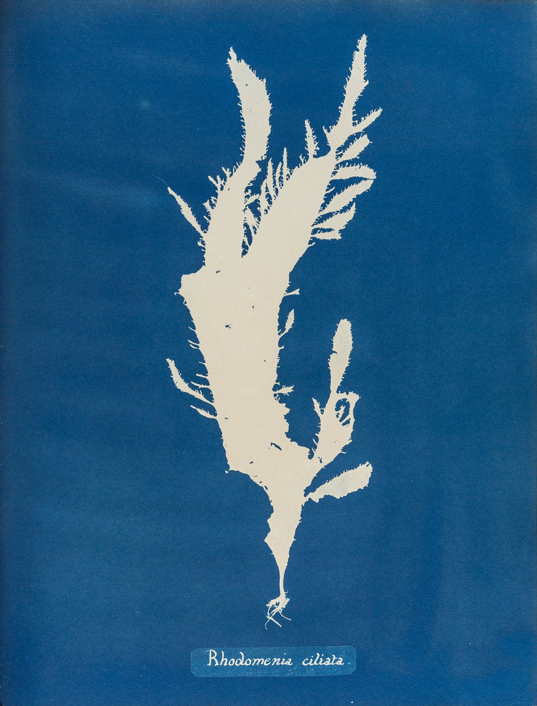 Red fringed weed by Anna Atkins