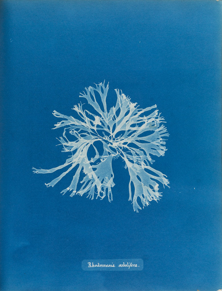 Detail of Rhodymenia sobolifera by Anna Atkins