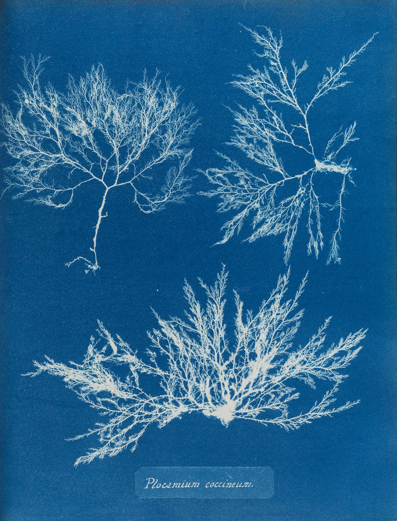 Detail of Cockscomb by Anna Atkins