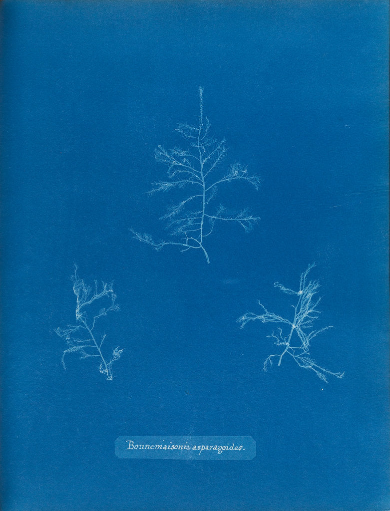 Detail of Bonnemaisonie asparagoides by Anna Atkins