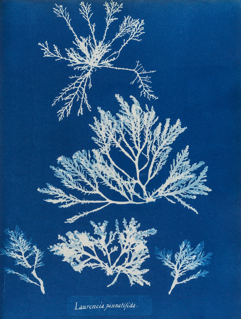 Detail of Pepper dulse by Anna Atkins