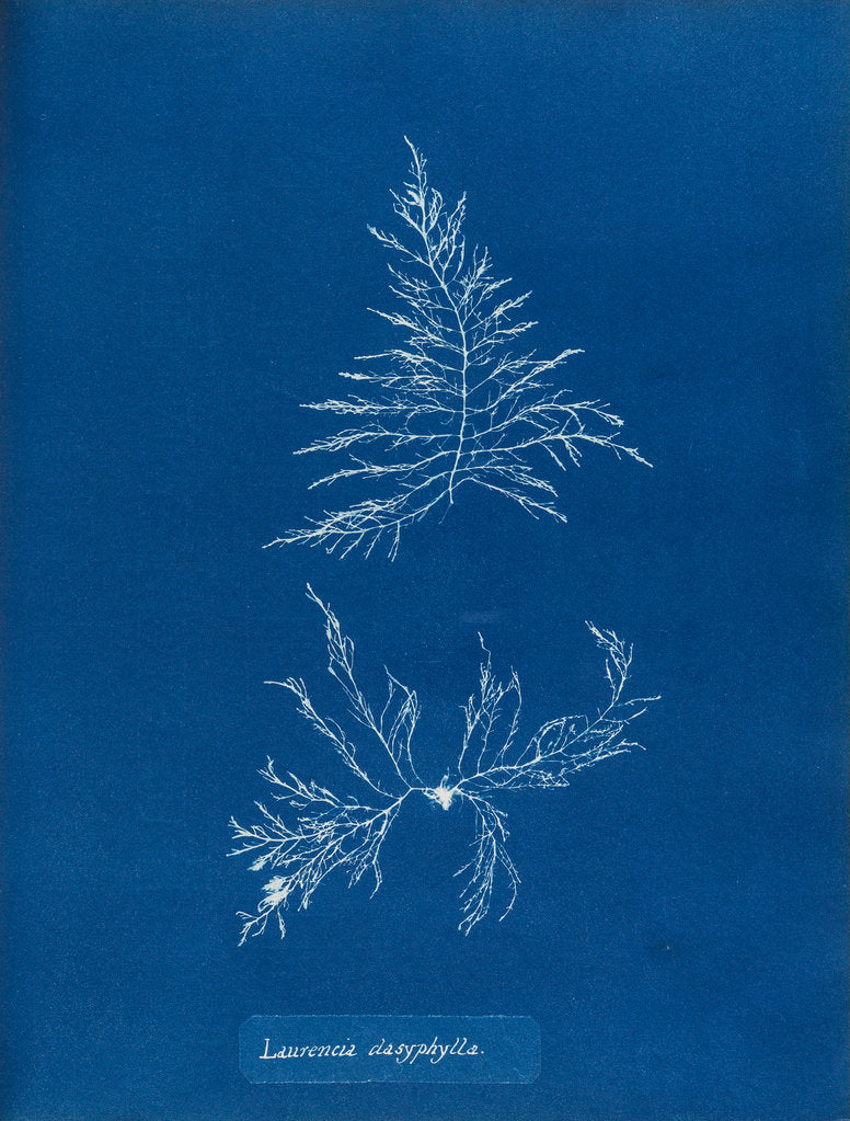 Laurencia dasyphylla by Anna Atkins