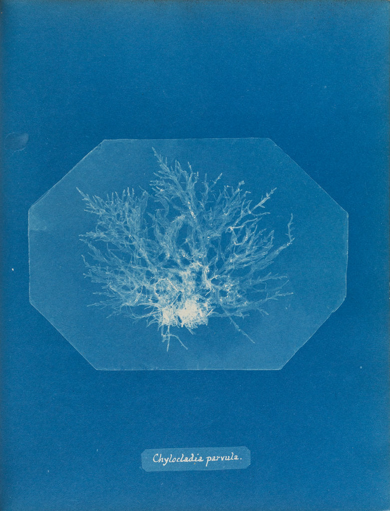 Chylocladia parvula by Anna Atkins
