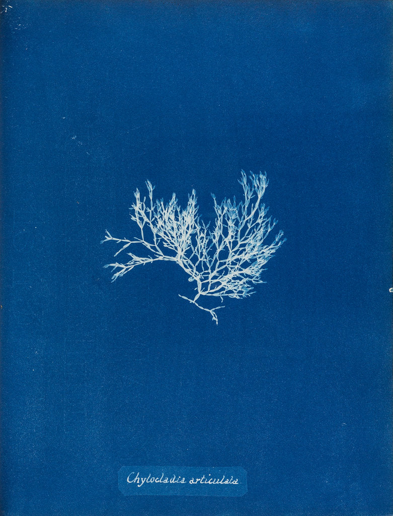 Detail of Chylocladia articulata by Anna Atkins