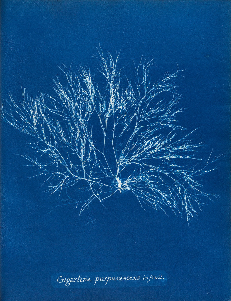 Detail of Gigartina purpurascens (in fruit) by Anna Atkins