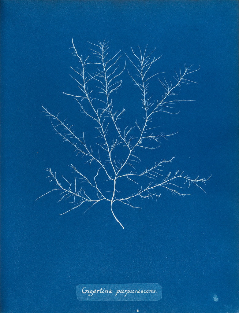 Detail of Gigartina purpurascens by Anna Atkins