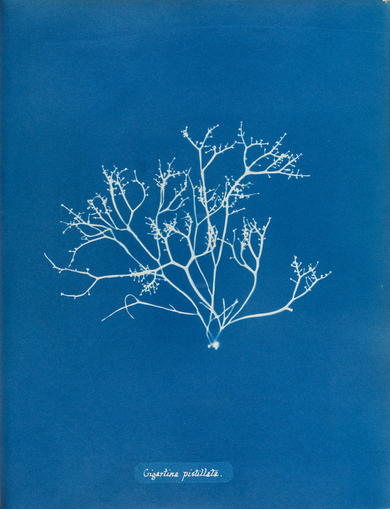 Detail of Pestle weed by Anna Atkins