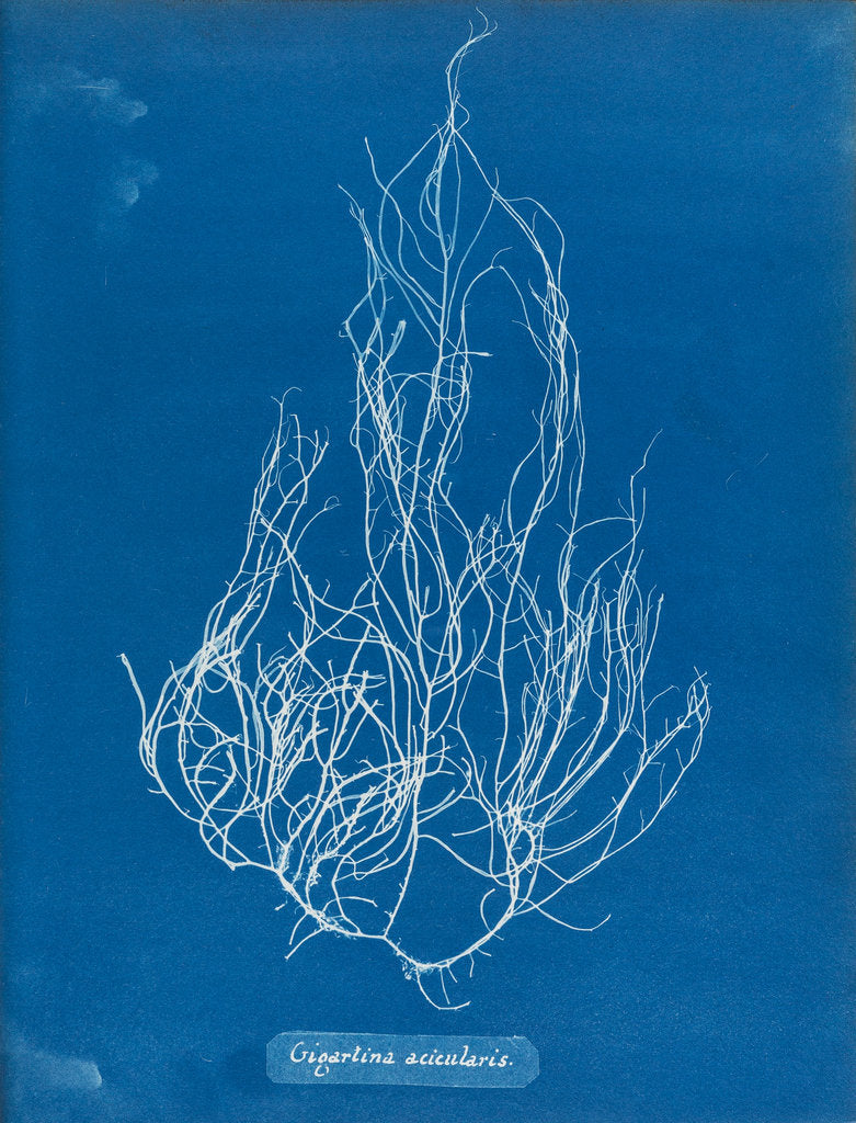 Detail of Gigartina acicularis by Anna Atkins