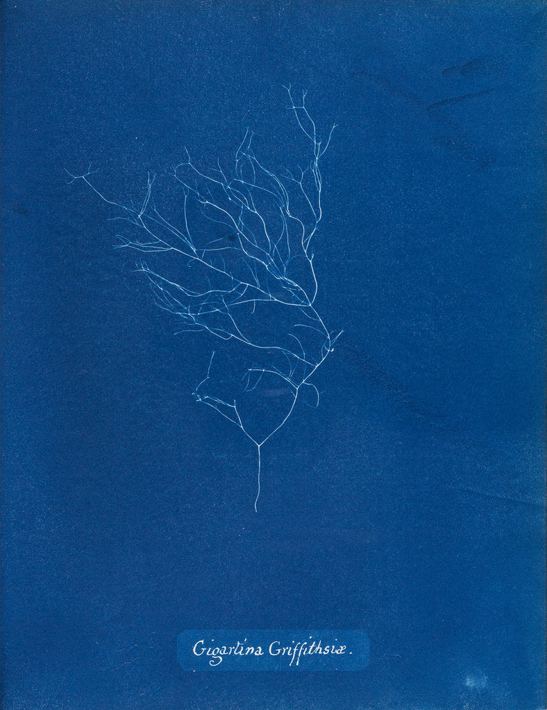 Gigartina griffithsiae by Anna Atkins