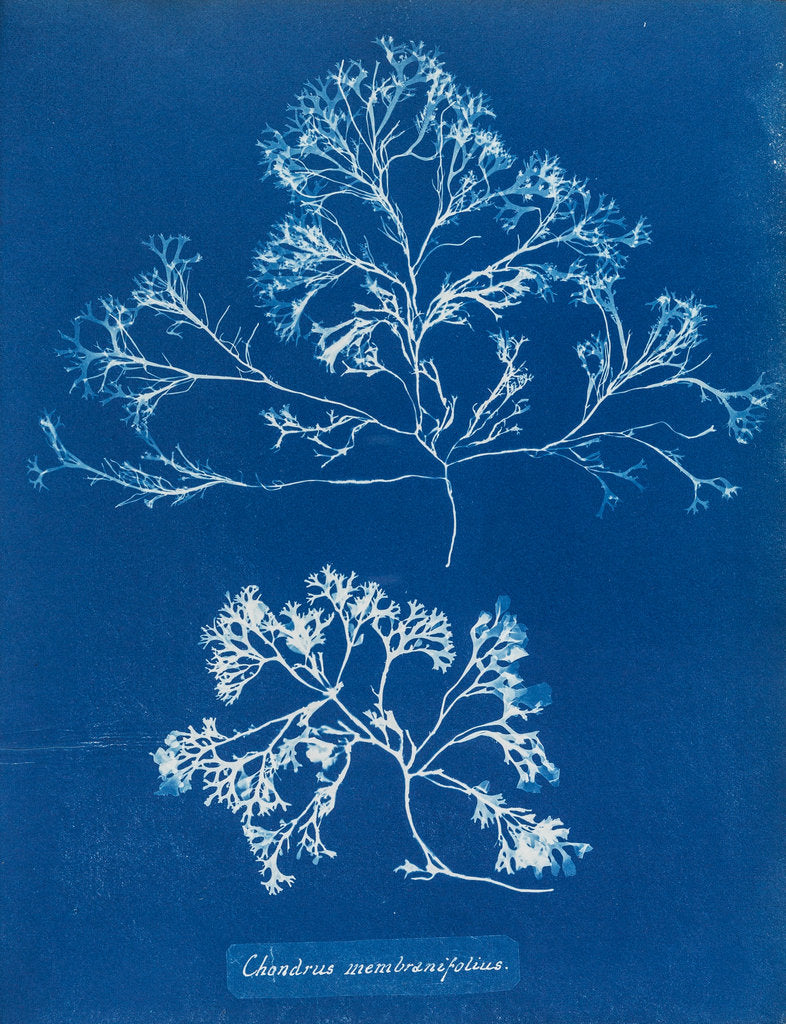 Detail of Chondrus membranifolius by Anna Atkins