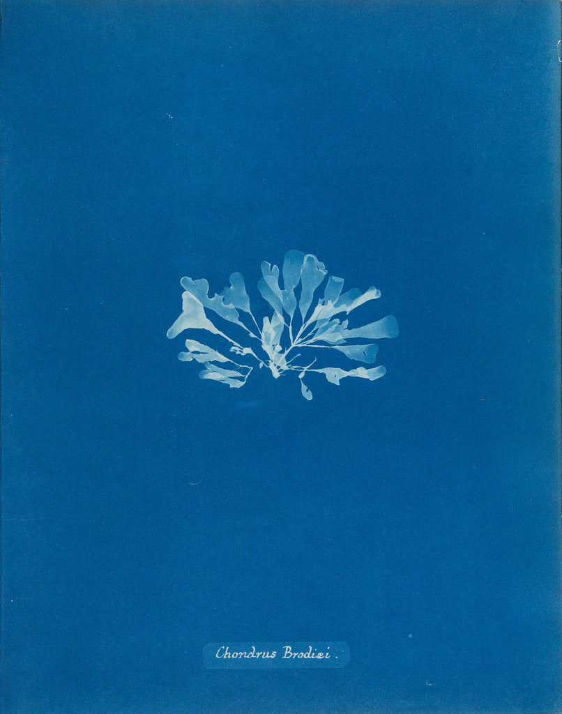 Chondrus brodiaei by Anna Atkins