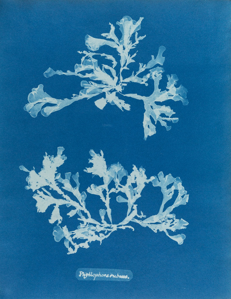 Detail of Phyllophora rubeus by Anna Atkins