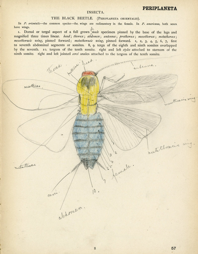 Insect structure by Henry Hallett Dale