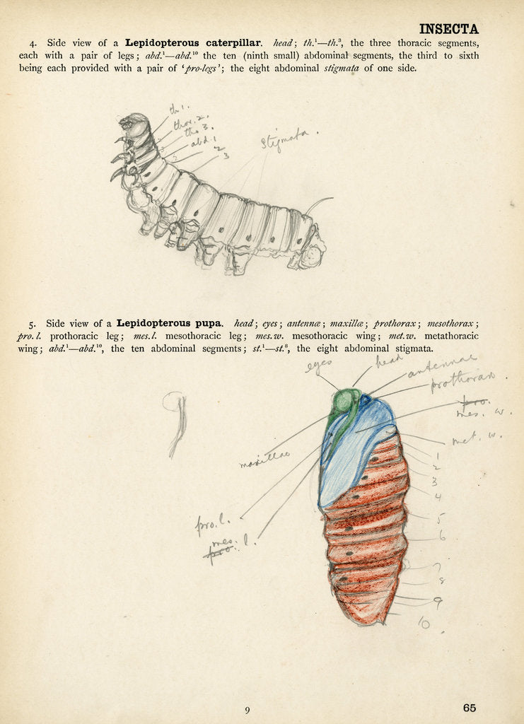 Caterpillar and pupa by Henry Hallett Dale