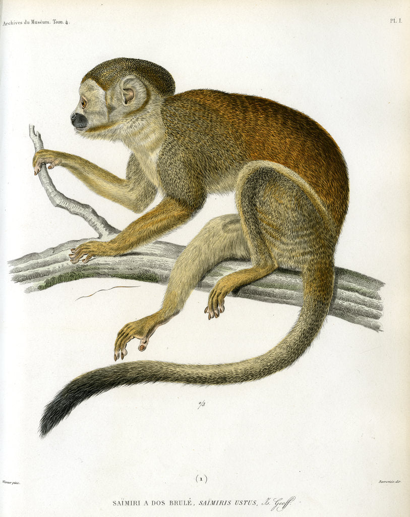 Bare-eared squirrel monkey posters & prints by Borromée