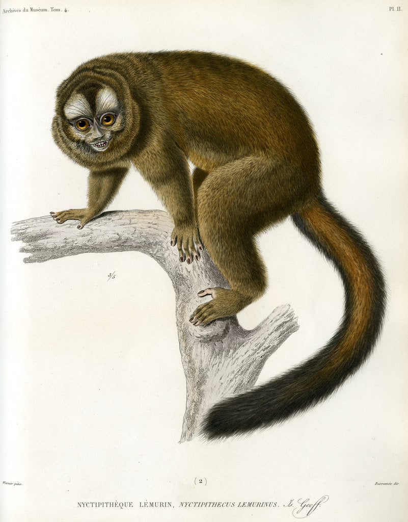 Detail of Night monkey by Borromée