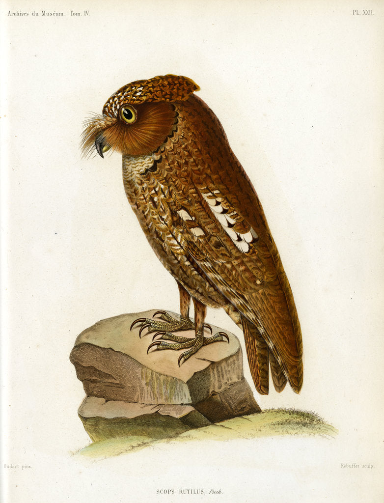 Detail of Rainforest scops owl by Rebuffet