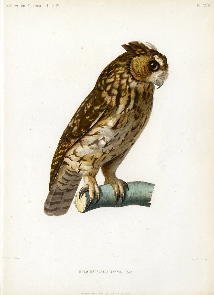 Detail of Rainforest scops owl by Guyard