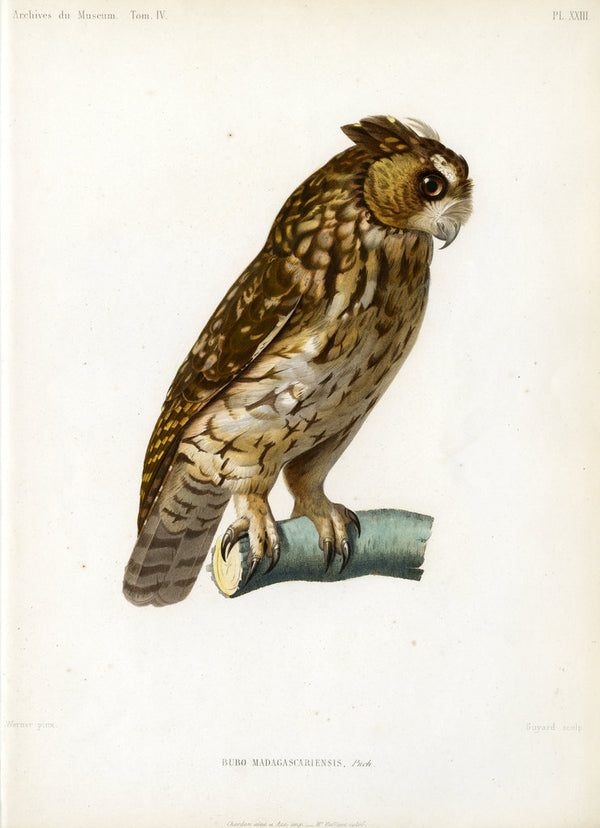 Rainforest scops owl posters & prints by Guyard