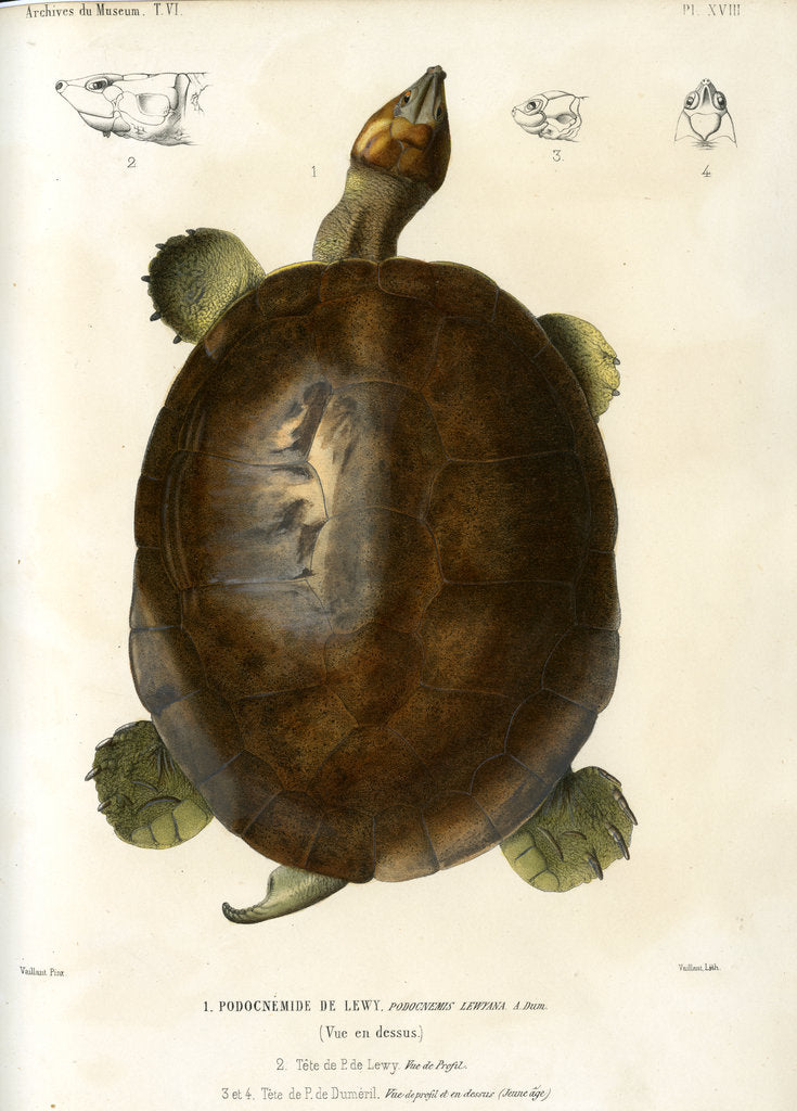 Magdalena river turtle by Léon Louis Vaillant