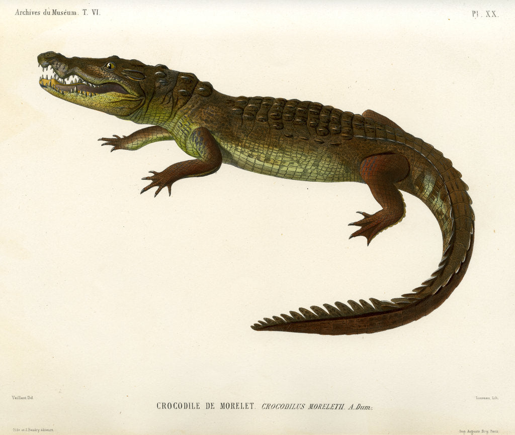 Detail of Morelet's crocodile by Louveau