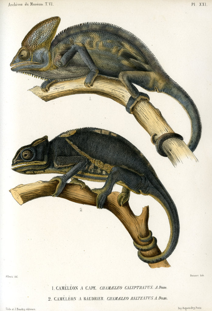 Detail of Chameleons by Marie Firmin Bocourt