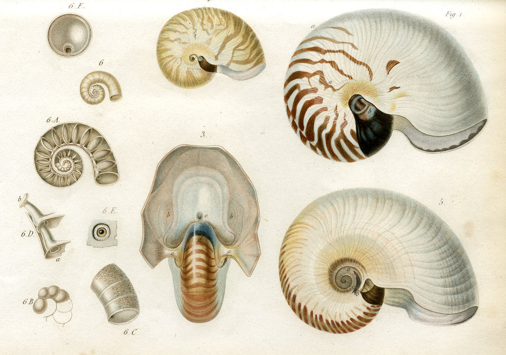 Detail of Nautilus specimens by unknown
