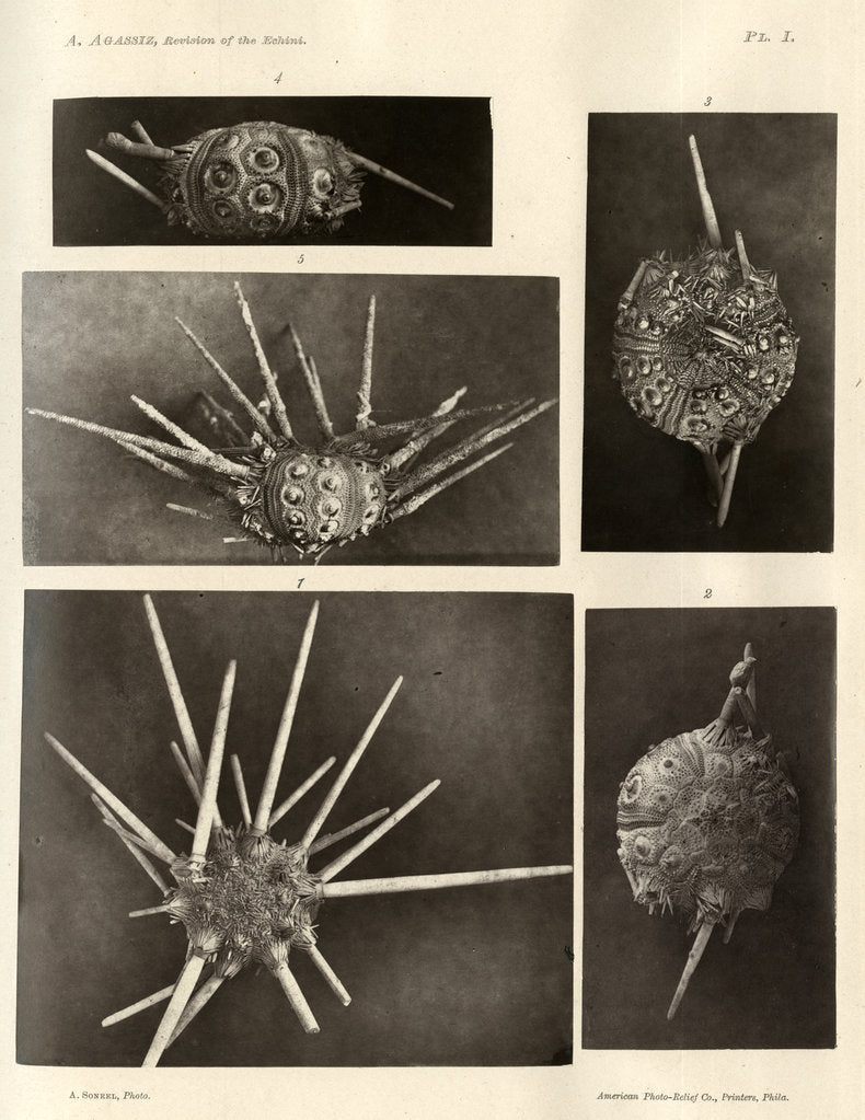 Detail of Long-spine slate pen sea urchin by American Photo Relief Printing Company