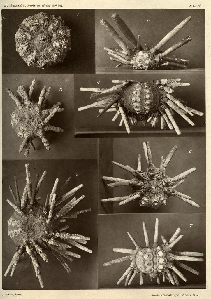 Sea urchins by American Photo Relief Printing Company