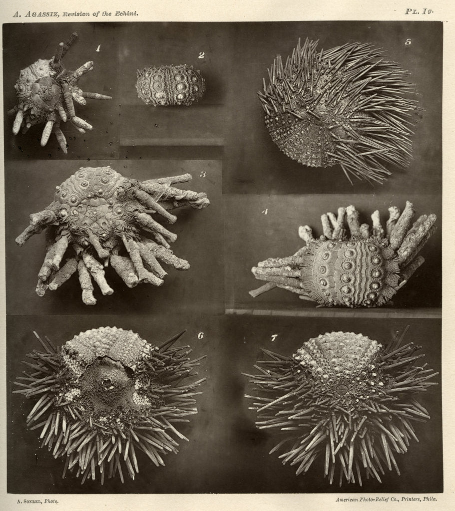 Detail of Sea urchins by American Photo Relief Printing Company