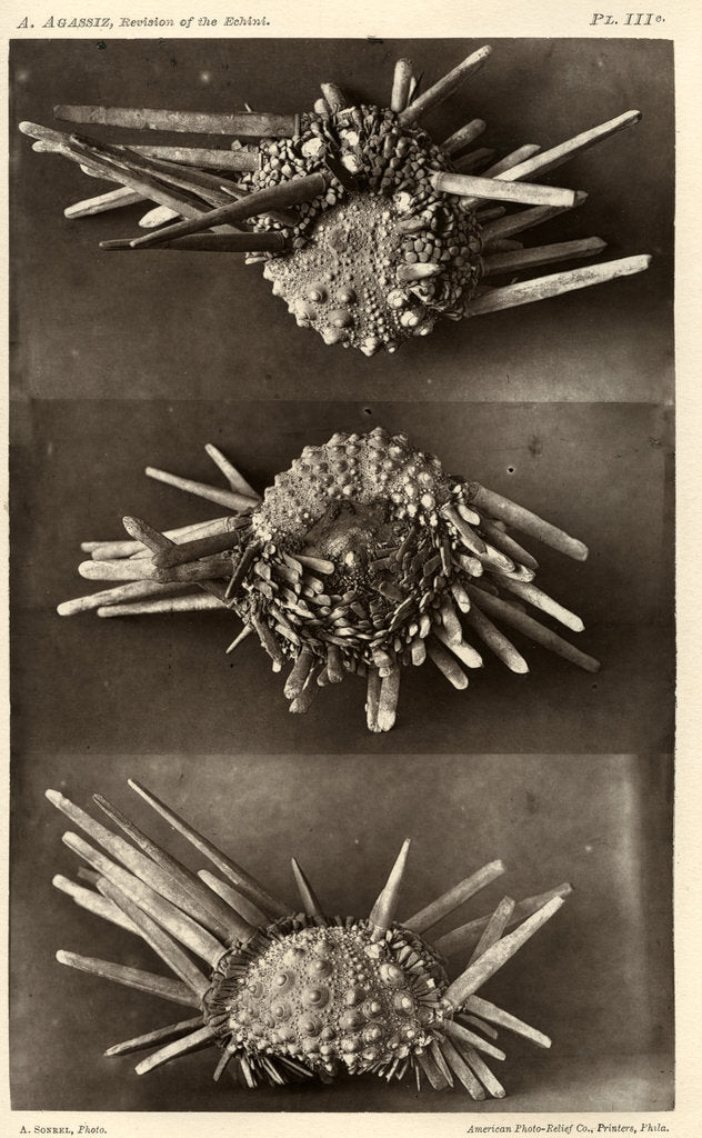 Detail of Red slate pencil urchin by American Photo Relief Printing Company