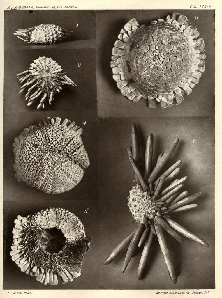 Sea urchins by American Photo Relief Printing Company