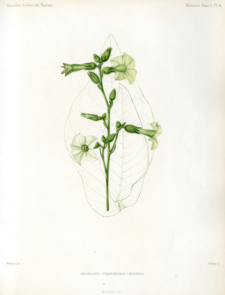 Nicotiana hybrids by Debray
