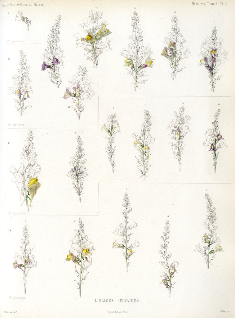 Detail of Toadflax hybrids by Debray